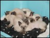 Luna's kittens at 8 weeks